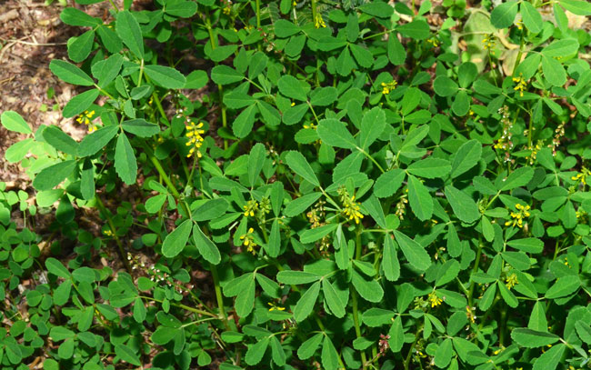 Melilotus indicus, Annual Yellow Sweetclover, Southwest Desert Wildflowers